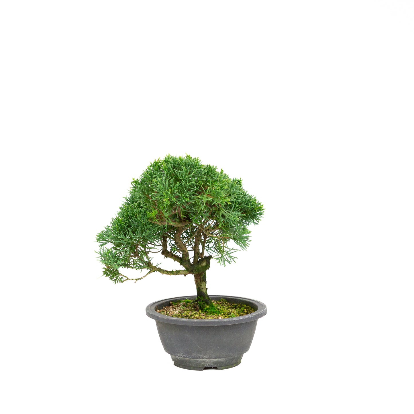 Juniperus chinensis ronde pot 16cm, hoogte ~28cm