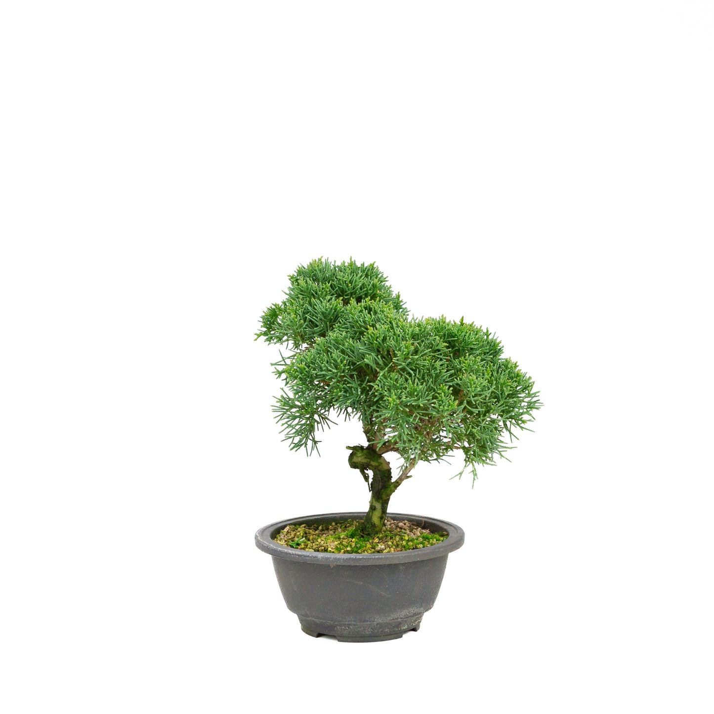 Juniperus chinensis ronde pot 16cm, hoogte ~28cm