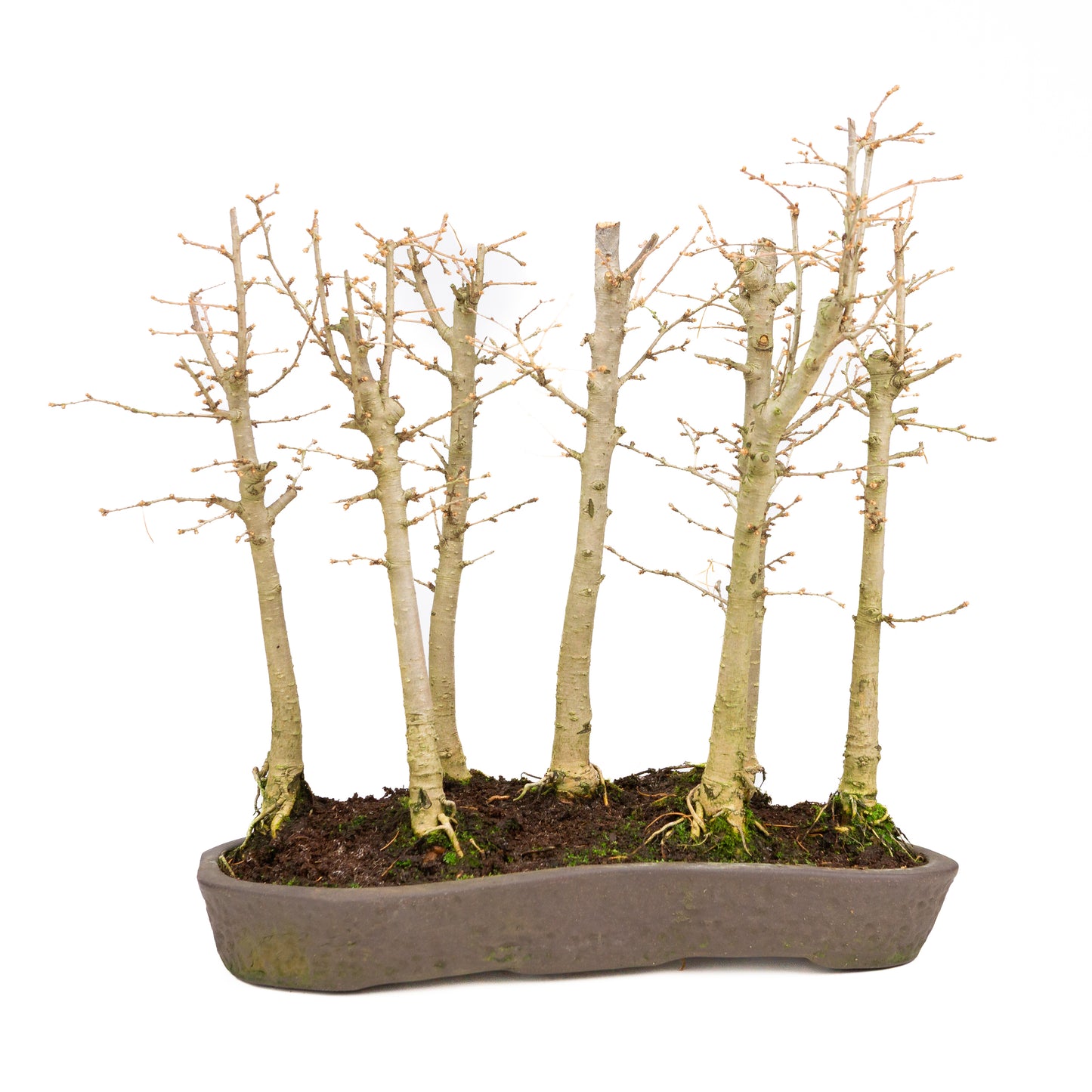 Pseudolarix amabilis bos bruine pot 42cm, hoogte ~45cm