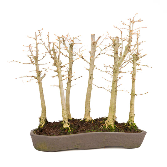 Pseudolarix amabilis bos bruine pot 42cm, hoogte ~45cm