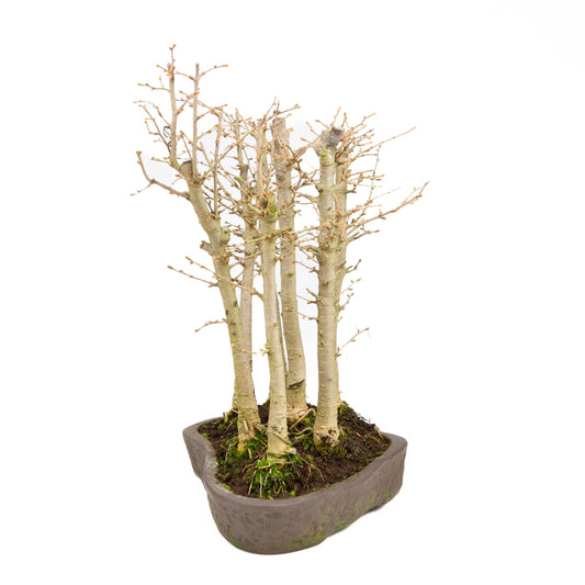 Pseudolarix amabilis bos bruine pot 42cm, hoogte ~45cm