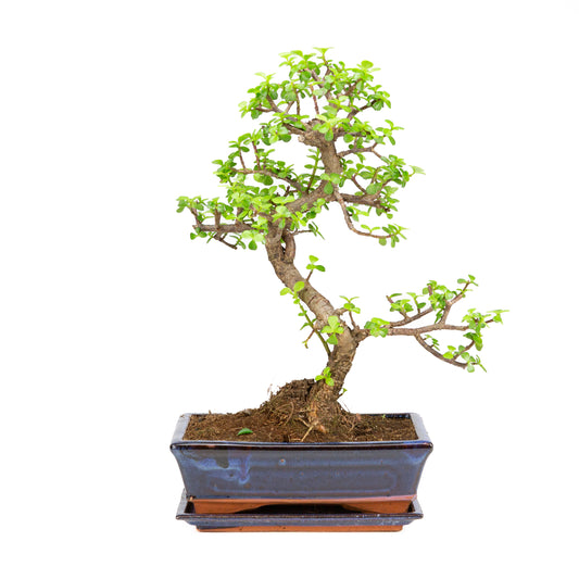 Portulacaria afra Bonsai in blauwe pot 25cm, hoogte ~45cm