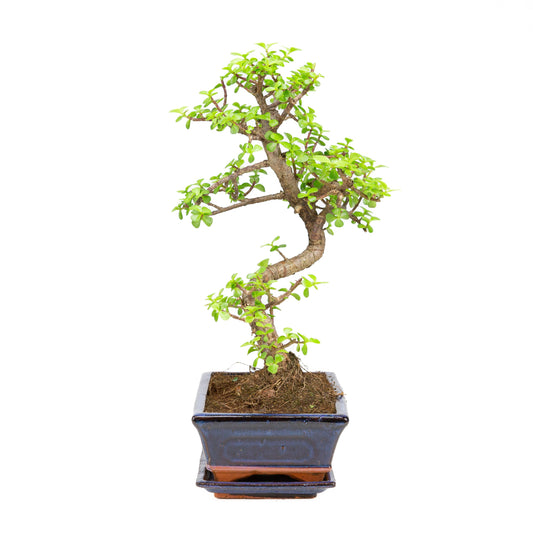 Portulacaria afra Bonsai in blauwe pot 25cm, hoogte ~45cm