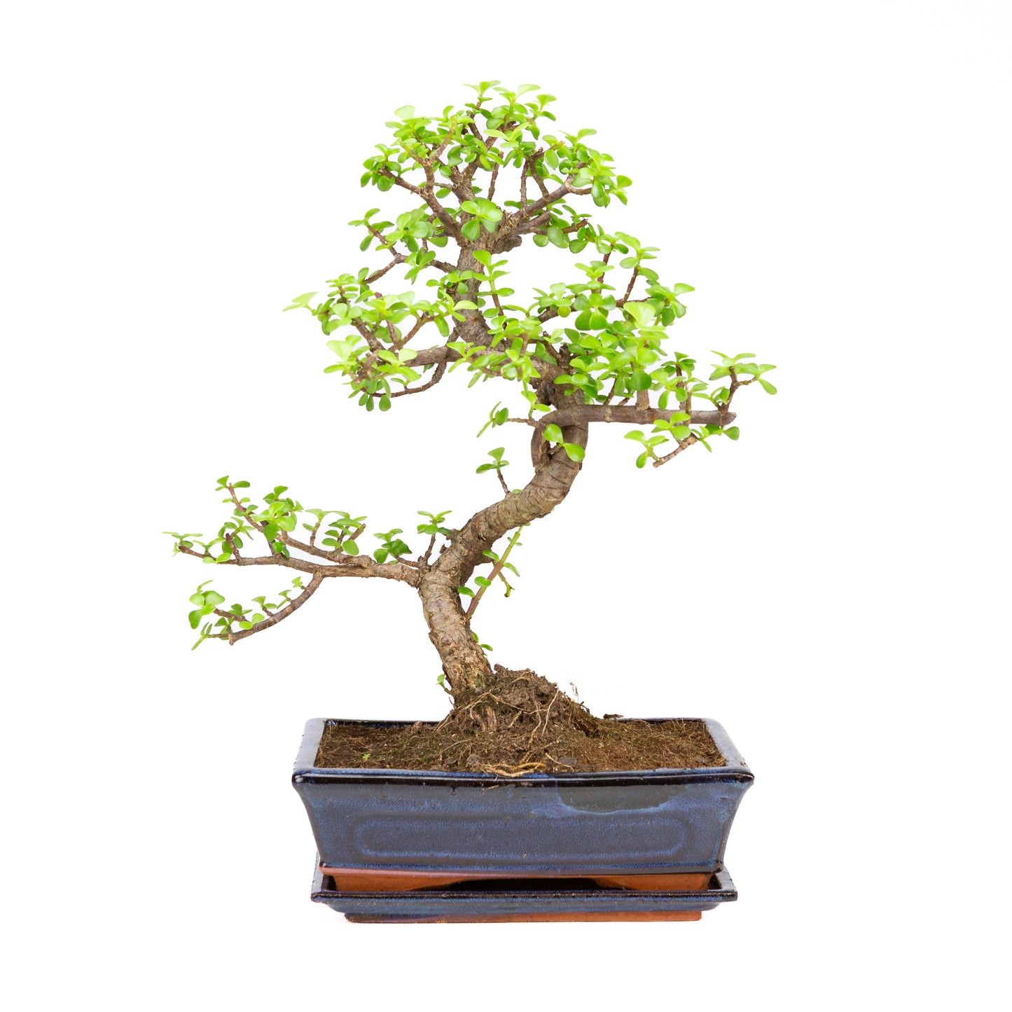 Portulacaria afra Bonsai in blauwe pot 25cm, hoogte ~45cm