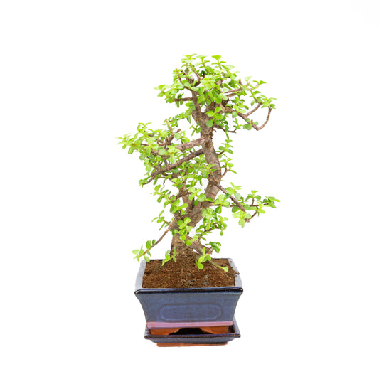 Portulacaria afra Bonsai, pot 25cm, hoogte ~40cm