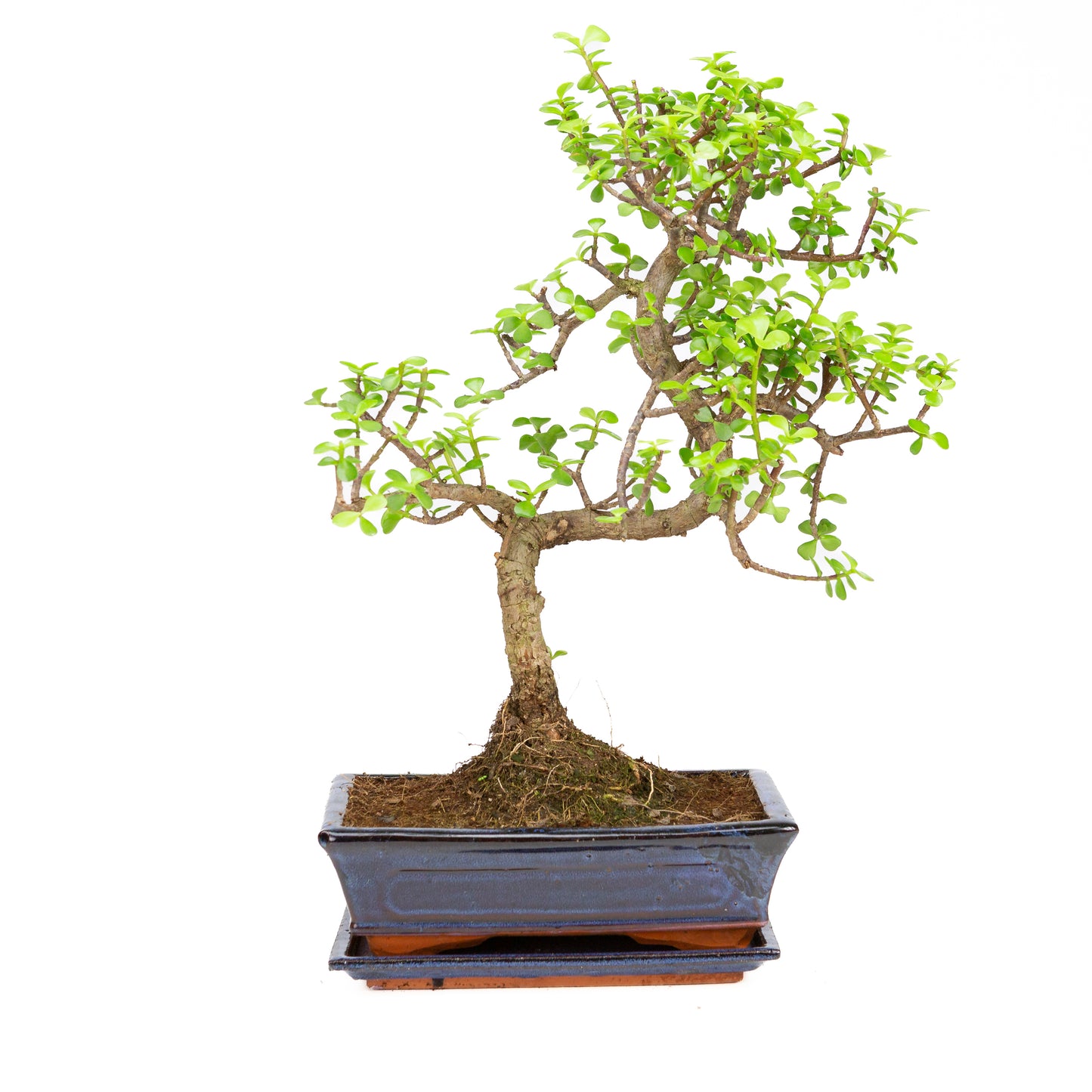 Portulacaria afra Bonsai in blauwe pot 25cm, hoogte ~46cm