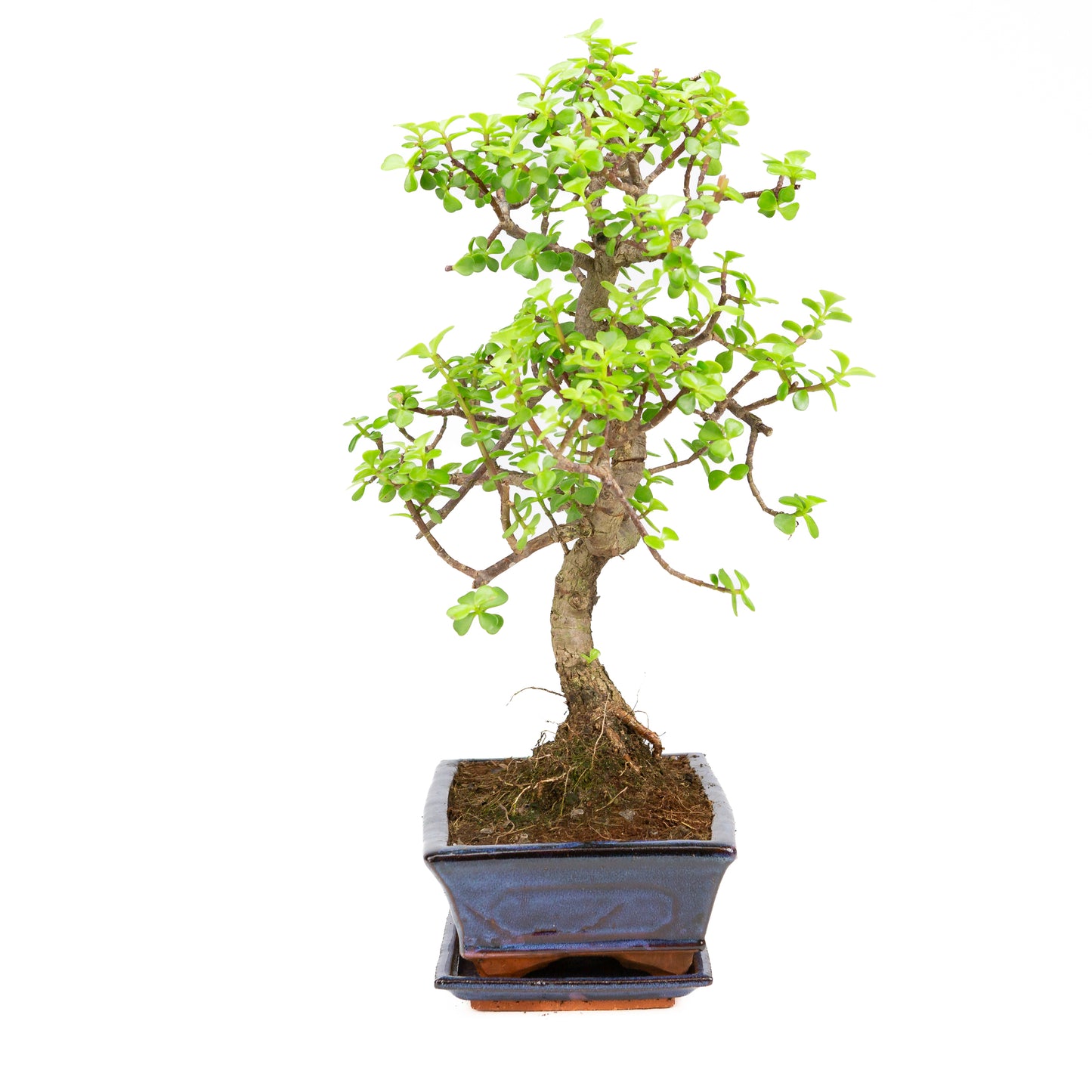 Portulacaria afra Bonsai in blauwe pot 25cm, hoogte ~46cm