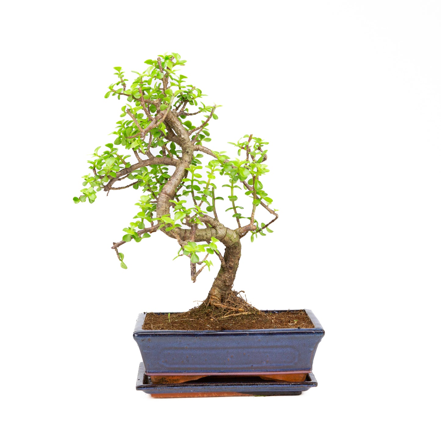Portulacaria afra Bonsai, pot 25cm, hoogte ~43cm