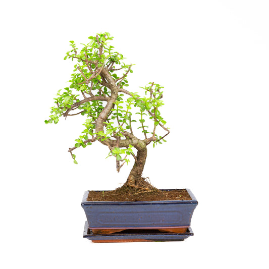 Portulacaria afra Bonsai, pot 25cm, hoogte ~43cm