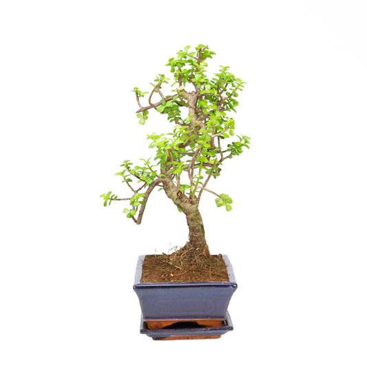 Portulacaria afra Bonsai, pot 25cm, hoogte ~43cm