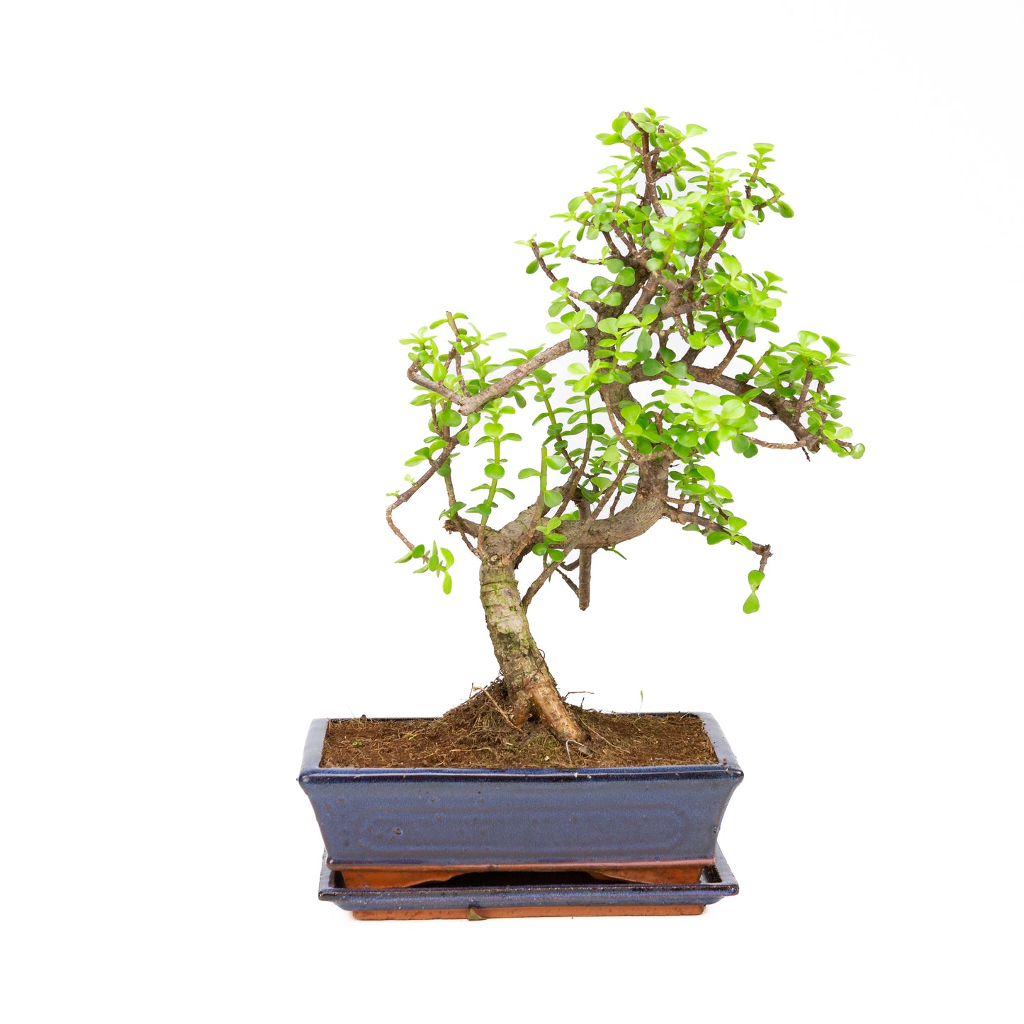 Portulacaria afra Bonsai, pot 25cm, hoogte ~43cm