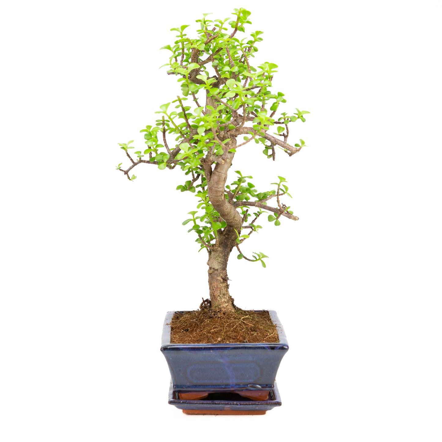 Portulacaria afra Bonsai in blauwe pot 25cm, hoogte ~48cm