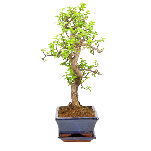 Portulacaria afra Bonsai in blauwe pot 25cm, hoogte ~48cm