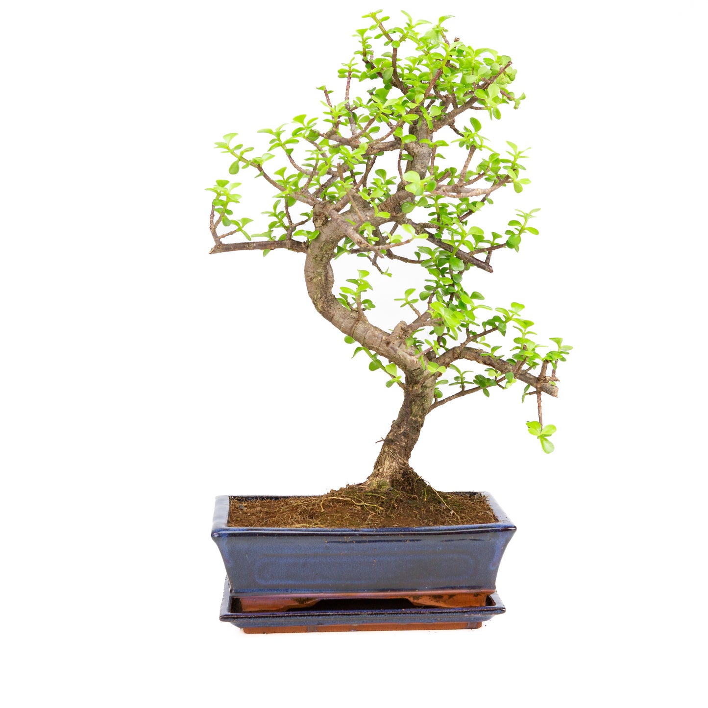 Portulacaria afra Bonsai in blauwe pot 25cm, hoogte ~48cm