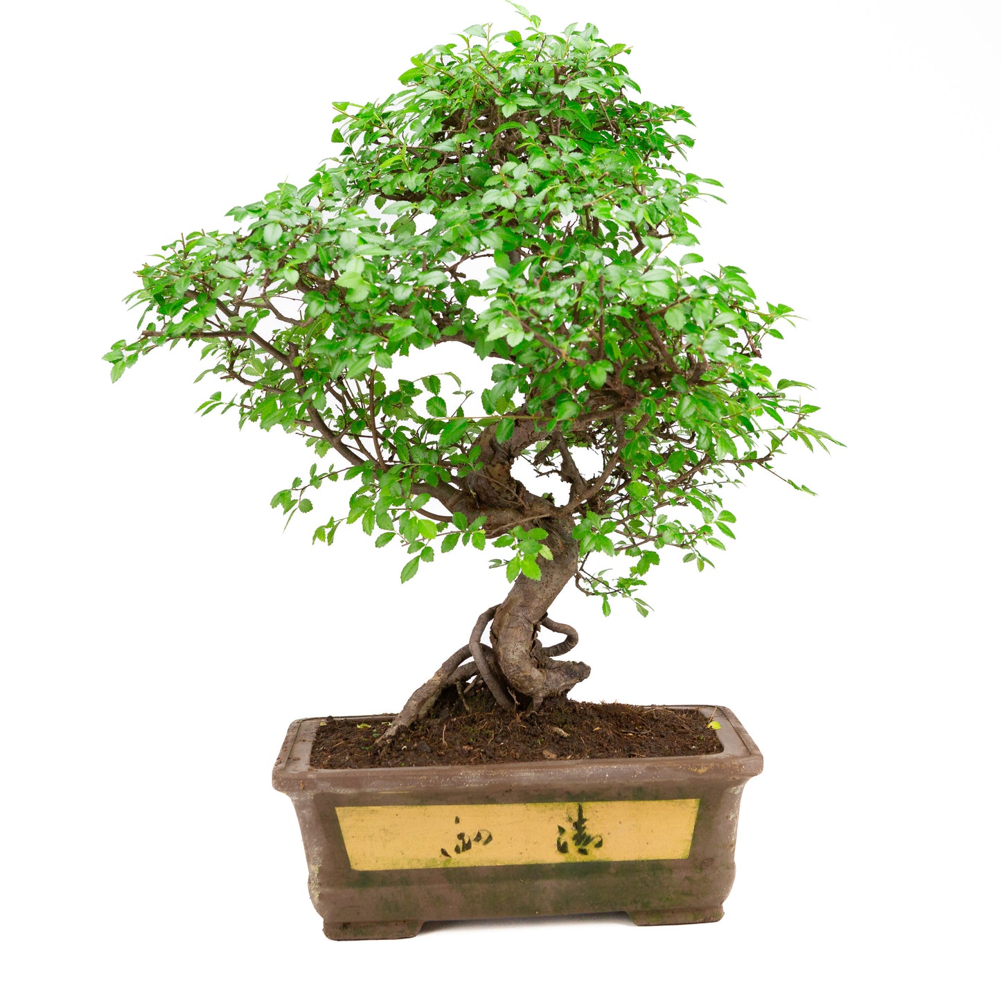 Zelkova Bonsai in ongeglazuurde pot 31 cm, hoogte ~57cm