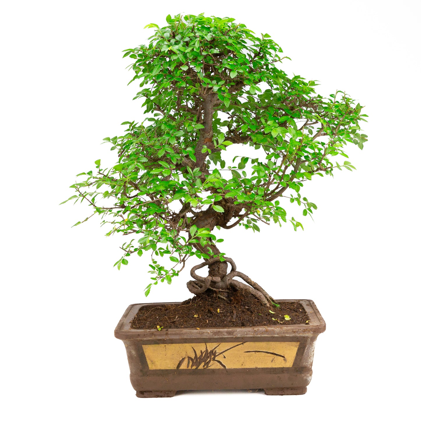 Zelkova Bonsai in ongeglazuurde pot 31 cm, hoogte ~57cm
