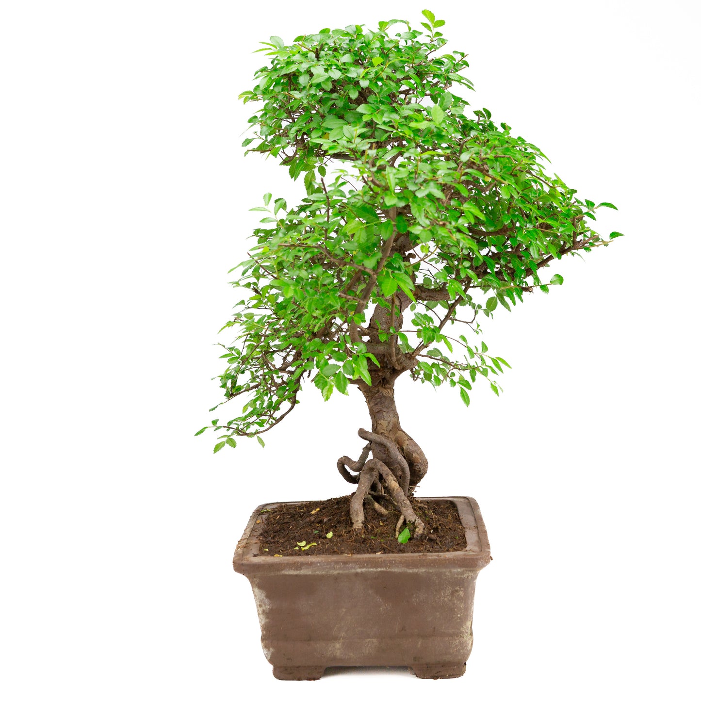 Zelkova Bonsai in ongeglazuurde pot 31 cm, hoogte ~57cm