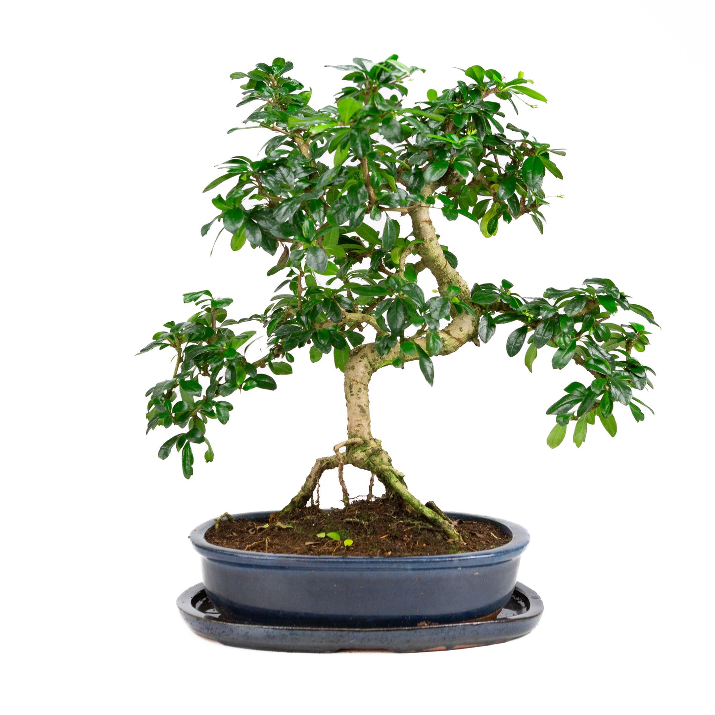 Carmona Bonsai in blauwe pot 30cm, hoogte ~50cm
