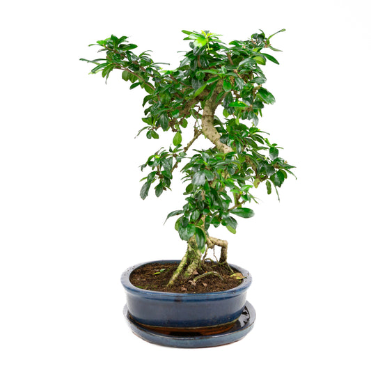 Carmona Bonsai in blauwe pot 30cm, hoogte ~50cm
