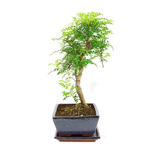 Zanthoxylum piperetium Bonsai in blauwe pot 28 cm, hoogte ~46 cm