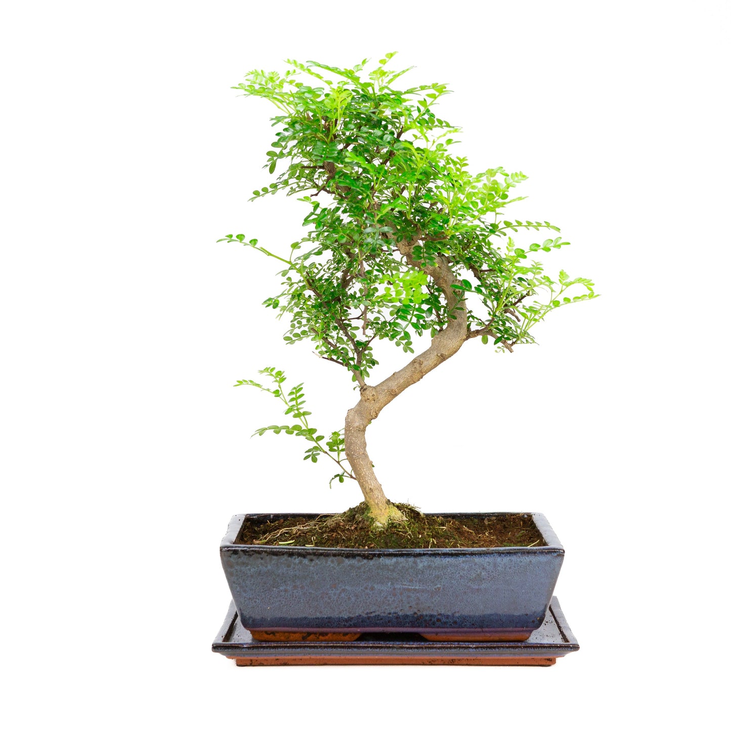 Zanthoxylum piperetium Bonsai in blauwe pot 28 cm, hoogte ~46 cm