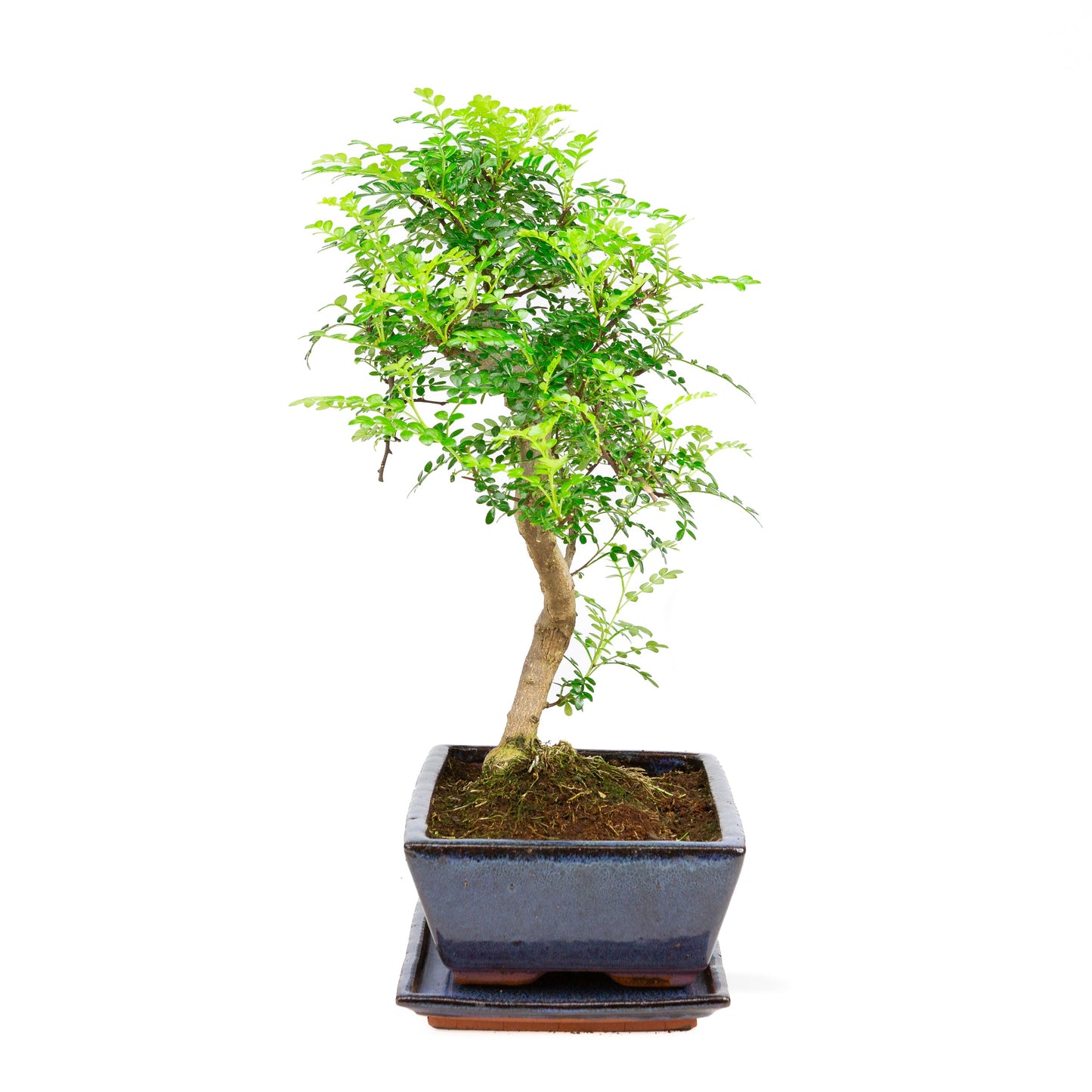 Zanthoxylum piperetium Bonsai in blauwe pot 28 cm, hoogte ~46 cm