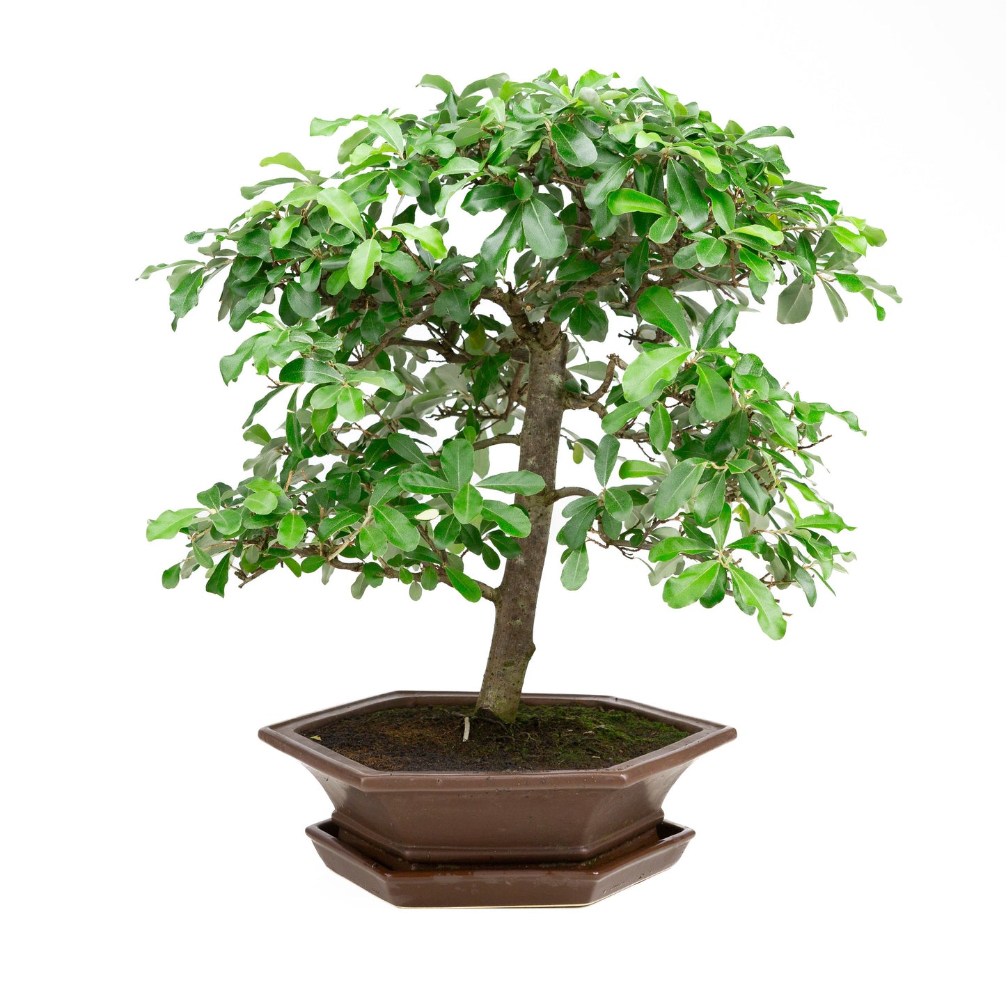 Elaeagnus bruine pot 33cm, hoogte ~ 52cm