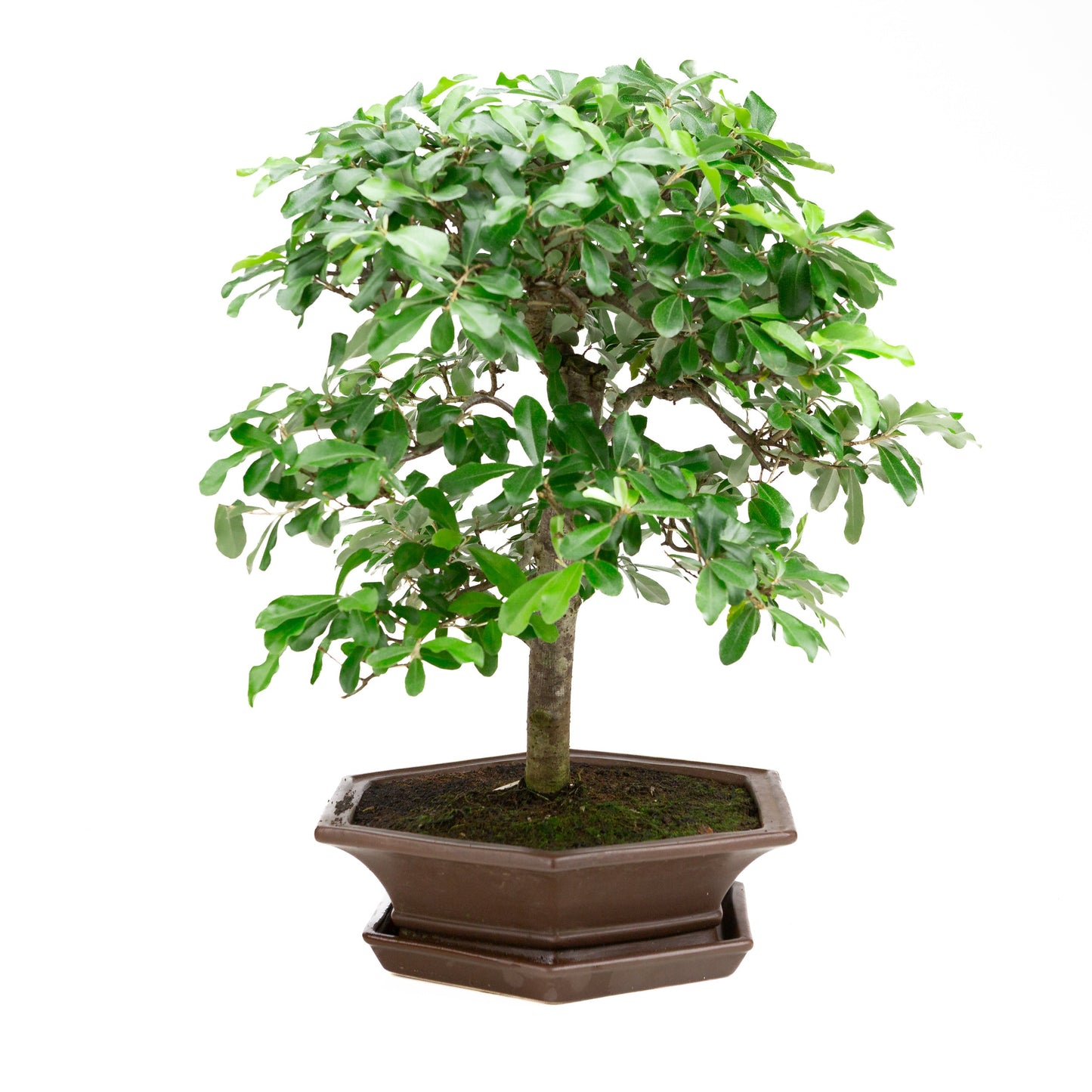Elaeagnus bruine pot 33cm, hoogte ~ 52cm