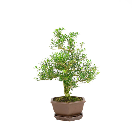 Buxus harlandii Bonsai in bruine pot 18cm, hoogte ~41cm