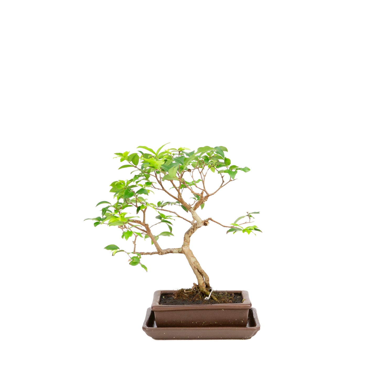 Syzigium Bonsai in bruine pot 16cm, hoogte 28cm