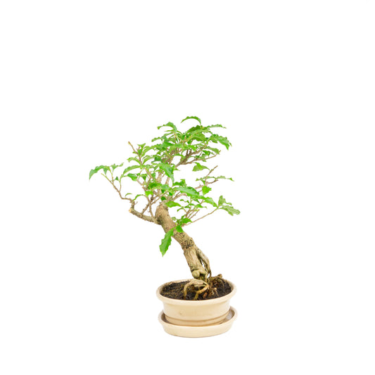 Bougainvillea glabra Bonsai in creme pot 17cm, hoogte ~33cm