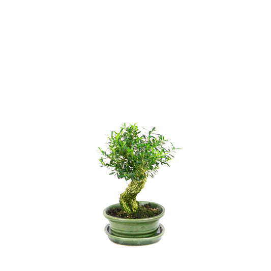 Buxus harlandii Bonsai in groene pot 17 cm, hoogte ~23cm