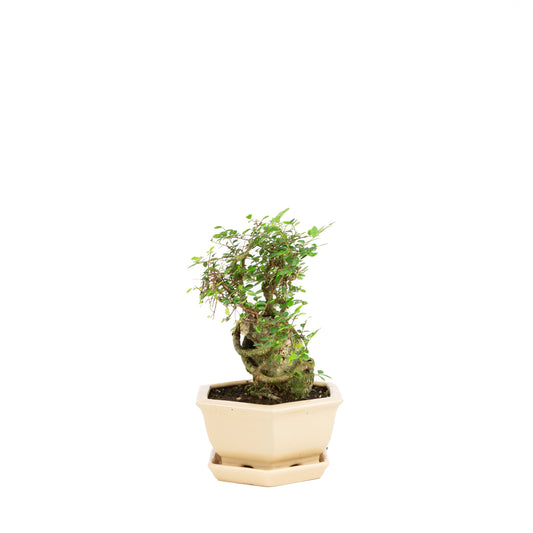 Zelkova Bonsai met steen in creme pot 18 cm, hoogte ~27cm