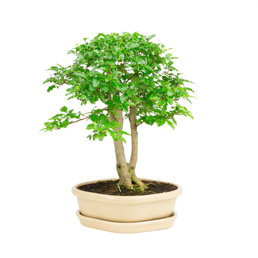 Ligustrum ovalifolium Bonsai in creme pot 26 cm, hoogte ~43 cm