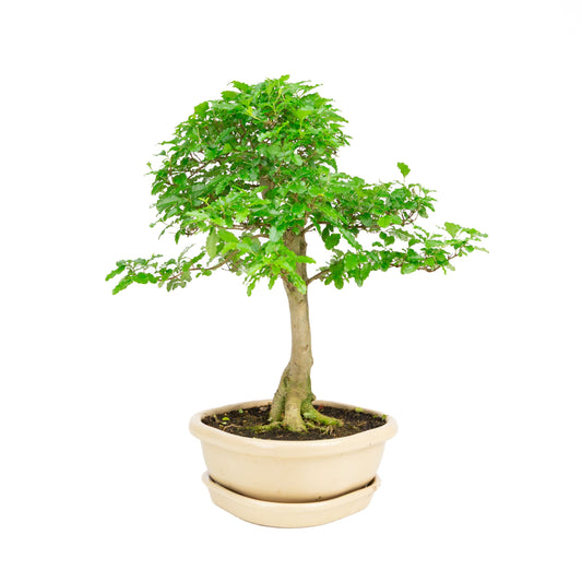 Ligustrum ovalifolium Bonsai in creme pot 26 cm, hoogte ~43 cm