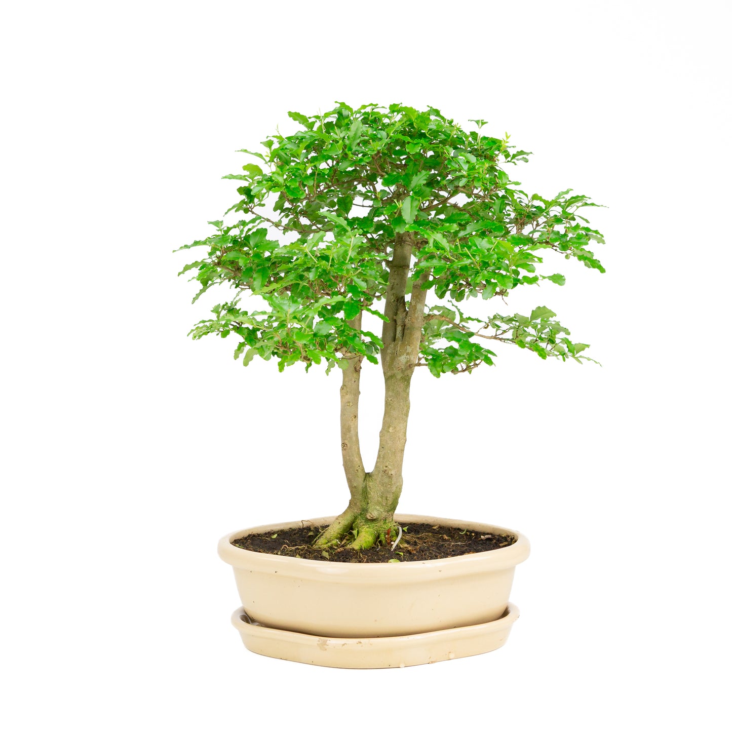 Ligustrum ovalifolium Bonsai in creme pot 26 cm, hoogte ~43 cm