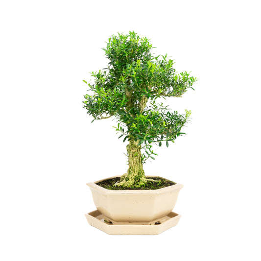 Buxus harlandii Bonsai in creme pot 22cm, hoogte ~42cm