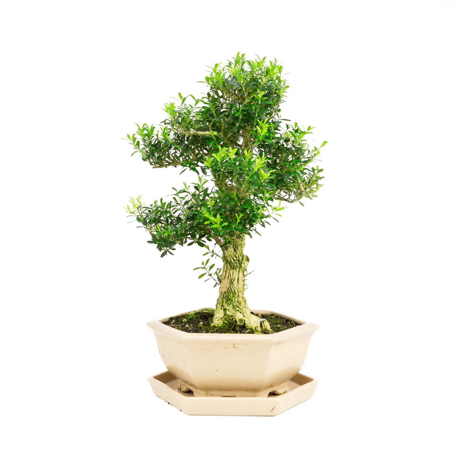 Buxus harlandii Bonsai in creme pot 22cm, hoogte ~42cm