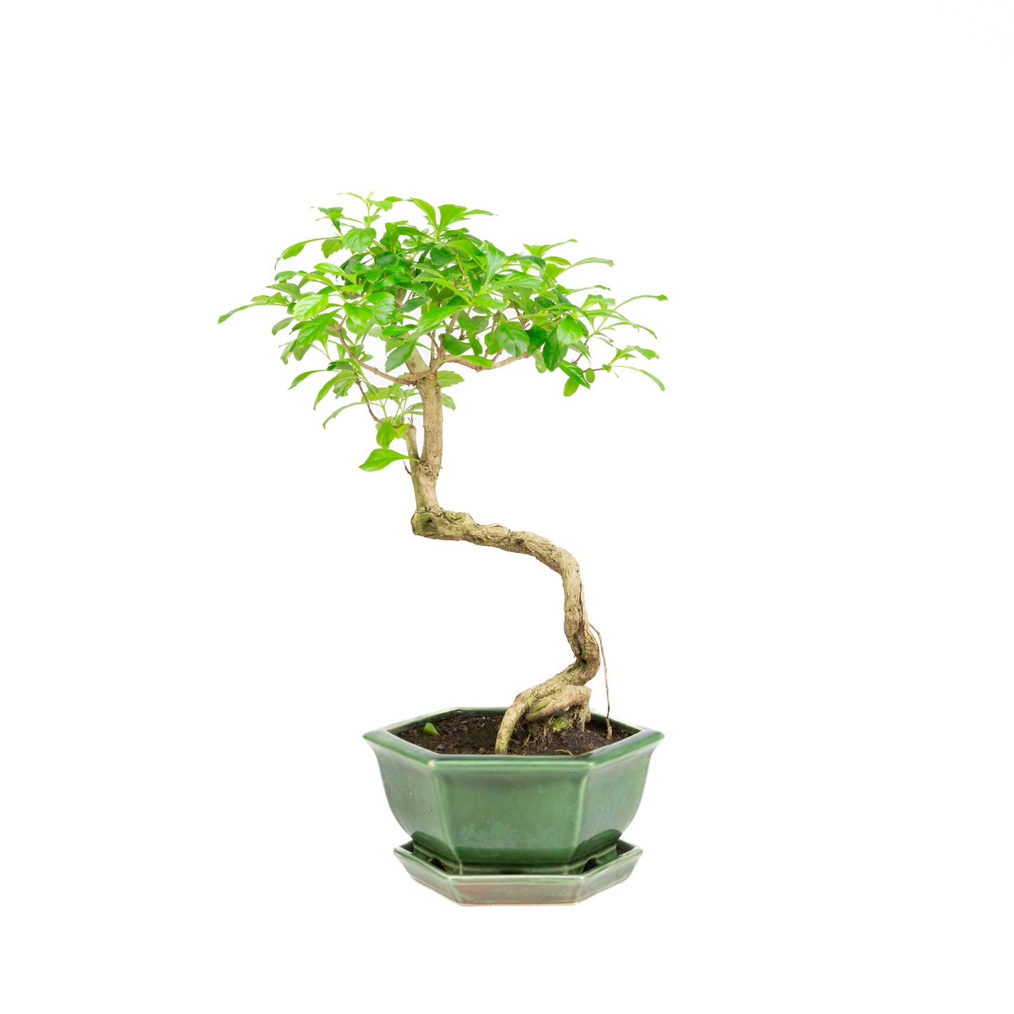 Durantha repens Bonsai in groene pot 18cm, hoogte ~39cm