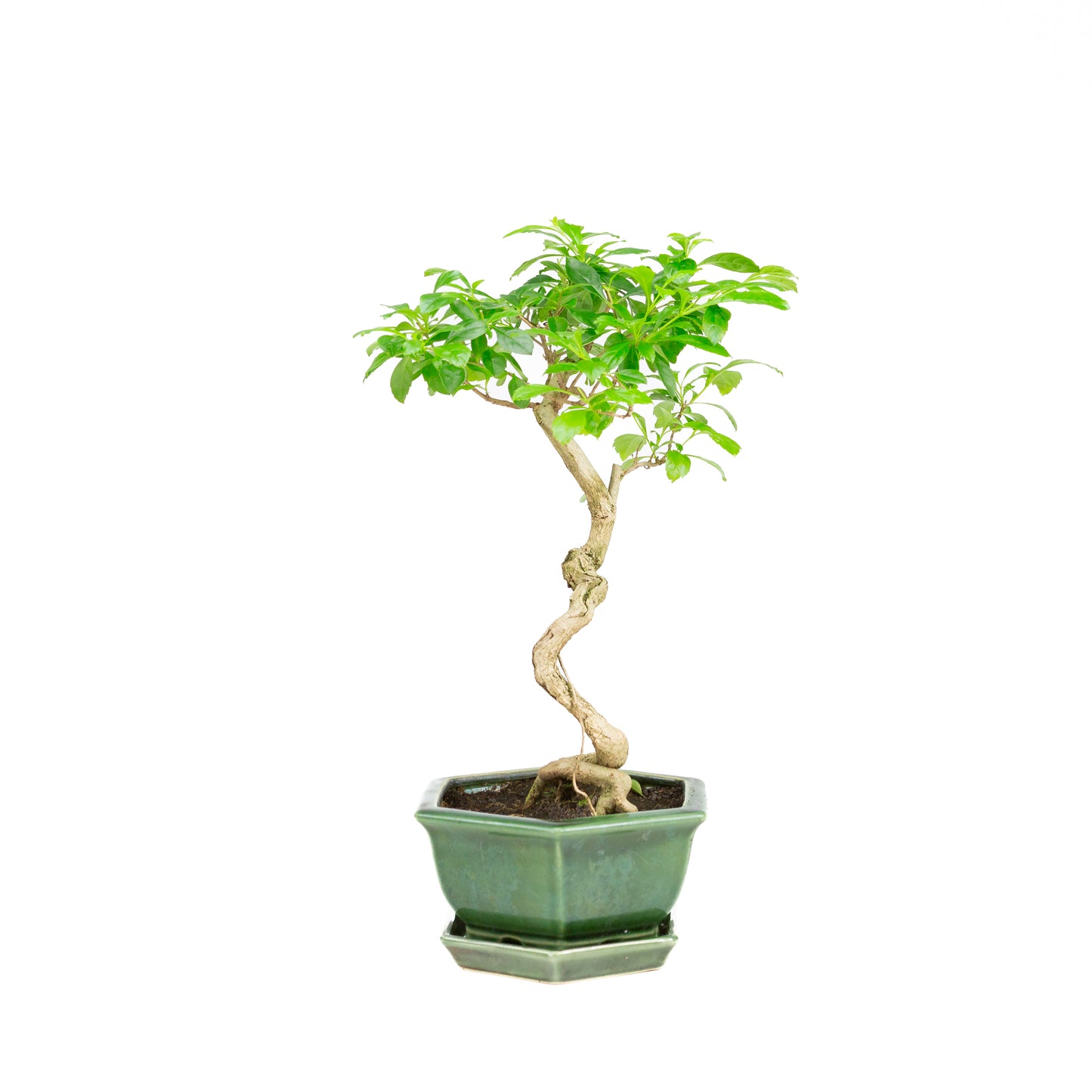 Durantha repens Bonsai in groene pot 18cm, hoogte ~39cm