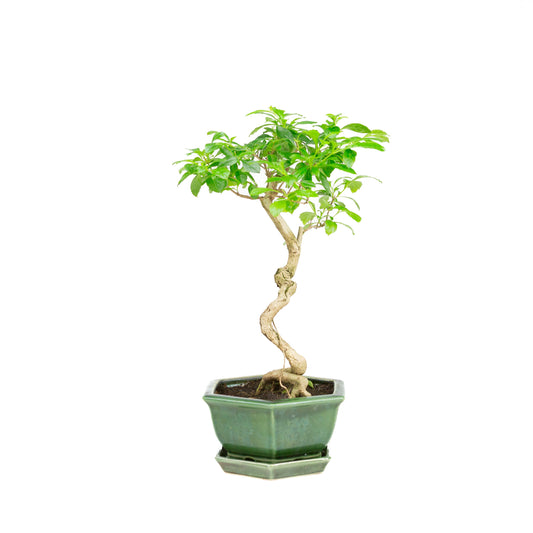 Durantha repens Bonsai in groene pot 18cm, hoogte ~39cm