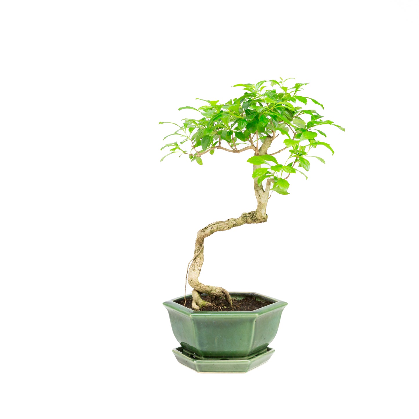 Durantha repens Bonsai in groene pot 18cm, hoogte ~39cm