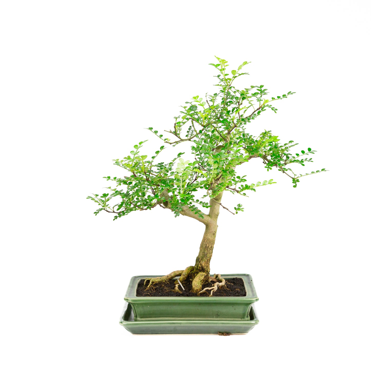 Zanthoxylum piperitum Bonsai in groene pot 21cm, hoogte ~40cm