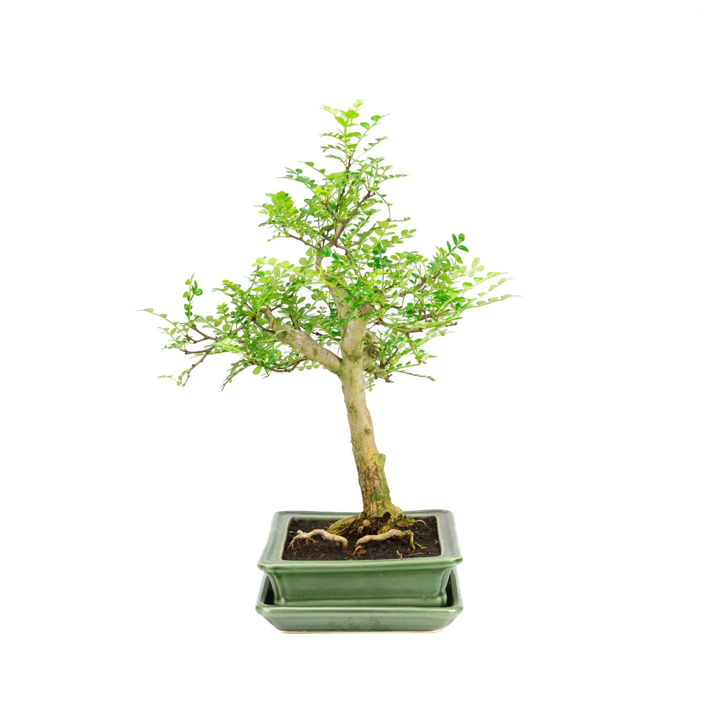 Zanthoxylum piperitum Bonsai in groene pot 21cm, hoogte ~40cm