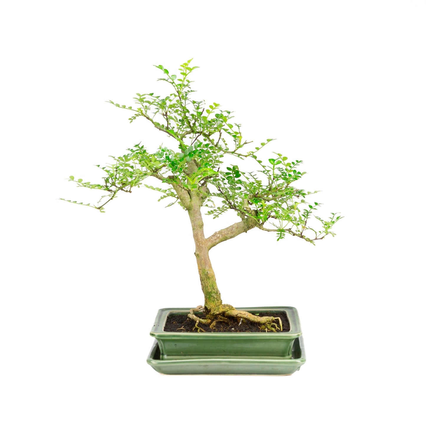 Zanthoxylum piperitum Bonsai in groene pot 21cm, hoogte ~40cm