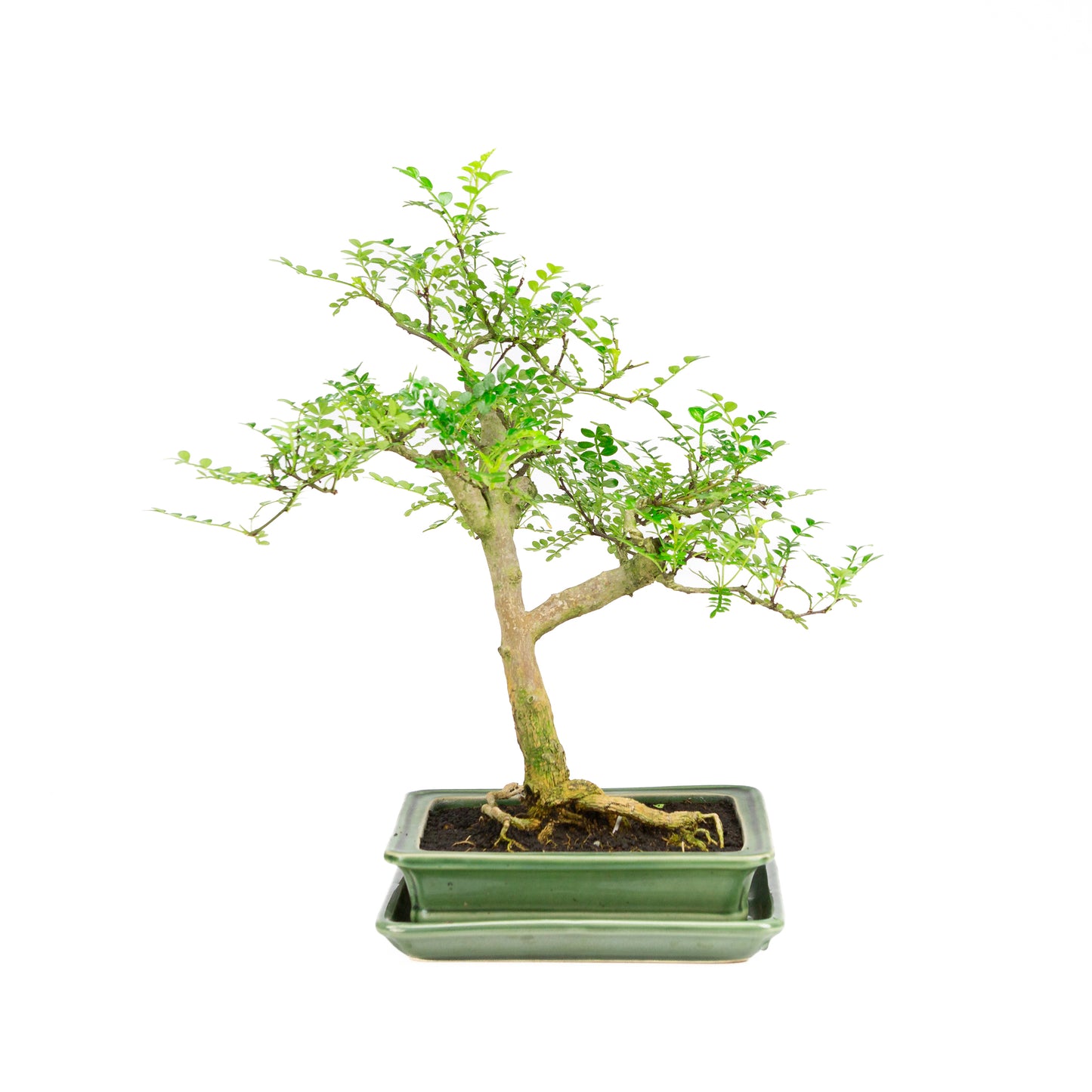 Zanthoxylum piperitum Bonsai in groene pot 21cm, hoogte ~40cm