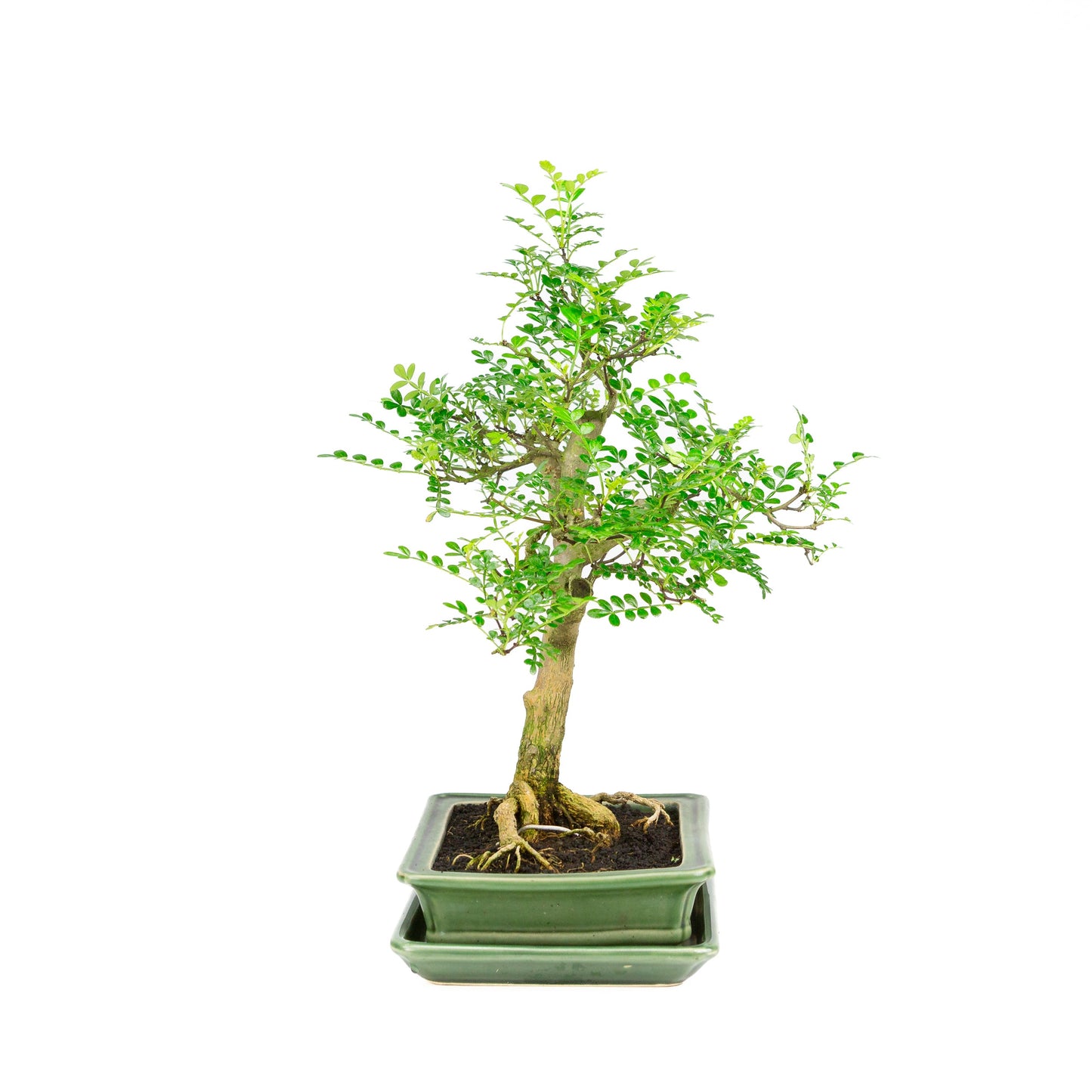 Zanthoxylum piperitum Bonsai in groene pot 21cm, hoogte ~40cm