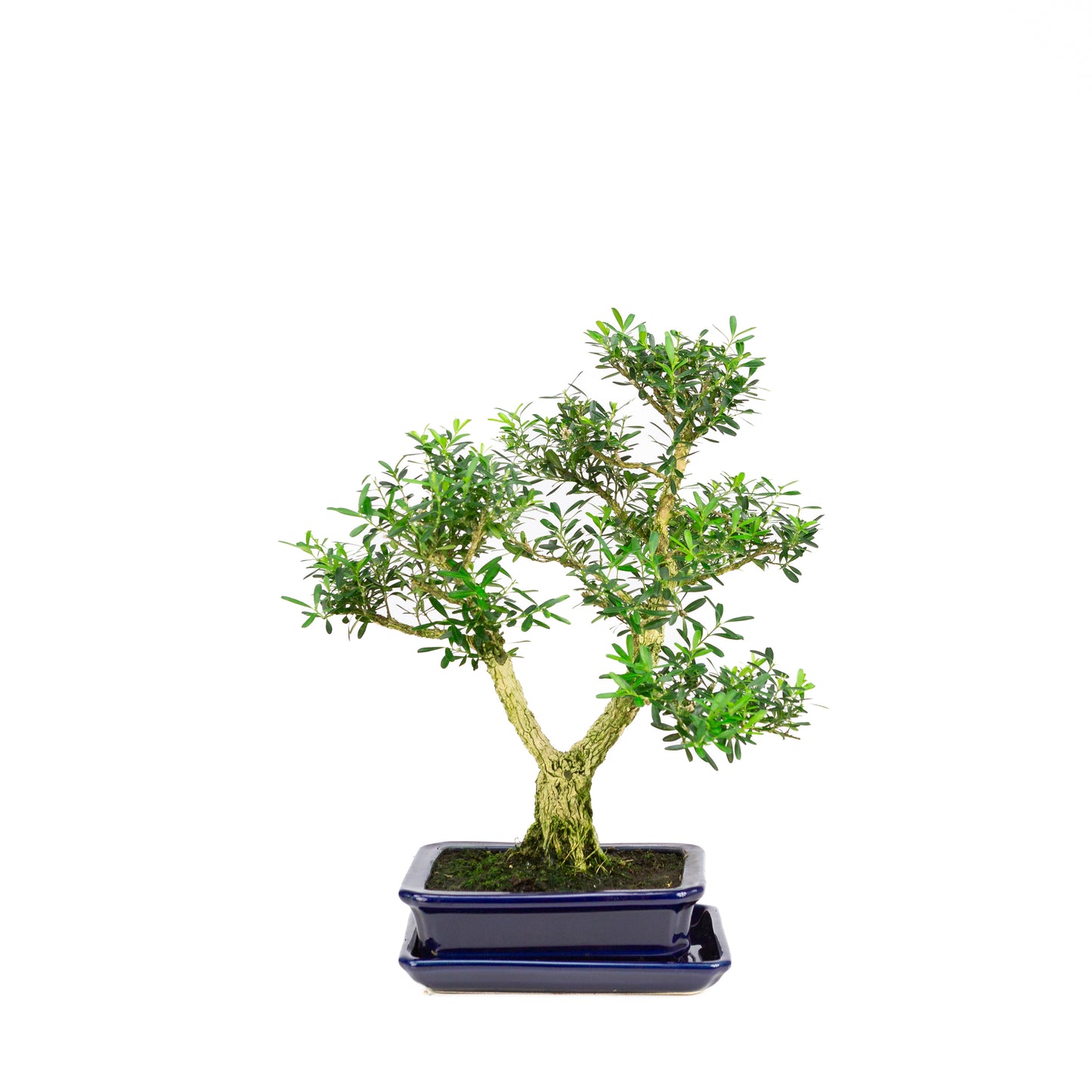 Buxus harlandii Bonsai in blauwe pot 17cm, hoogte ~34cm