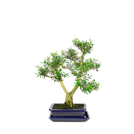 Buxus harlandii Bonsai in blauwe pot 17cm, hoogte ~34cm