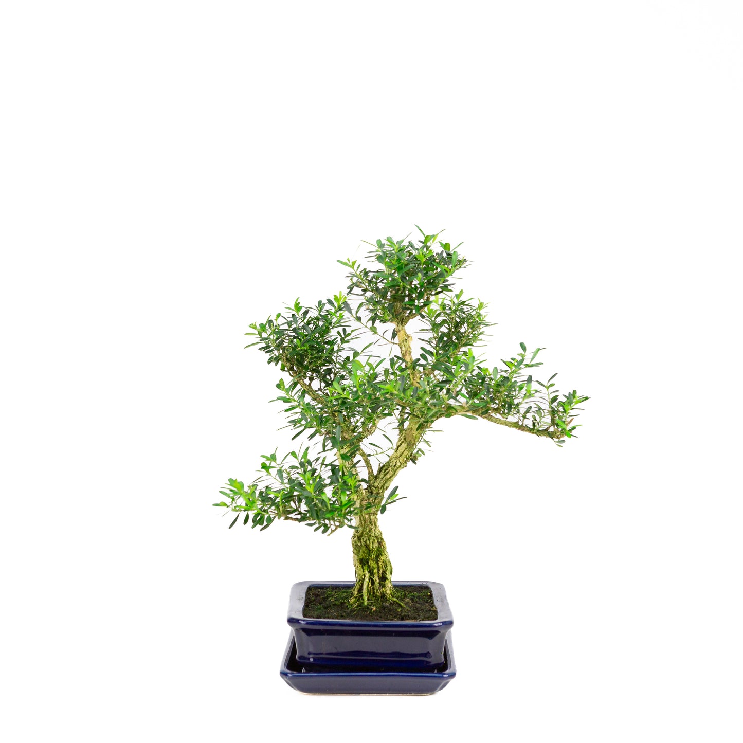 Buxus harlandii Bonsai in blauwe pot 17cm, hoogte ~34cm